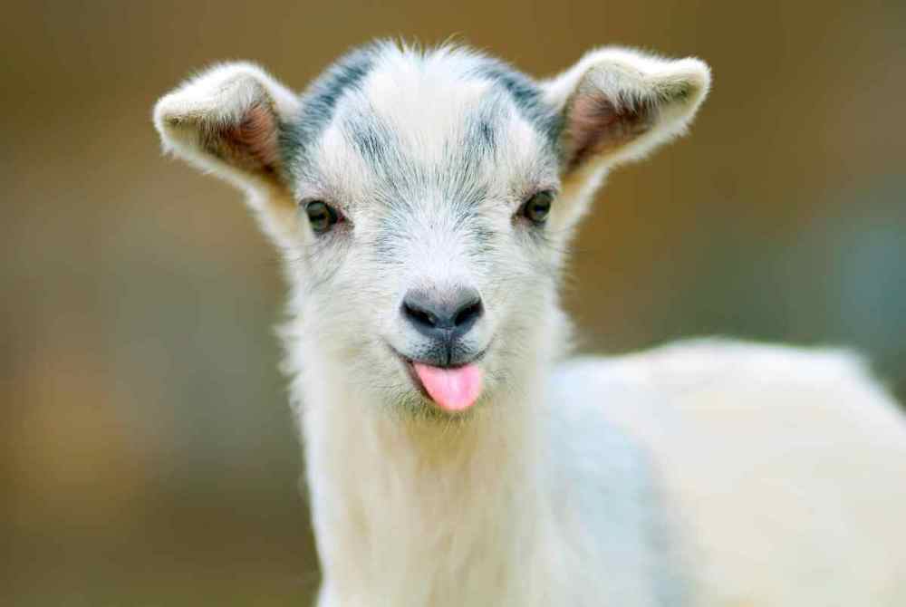american-airlines-says-no-emotional-support-goats.jpg