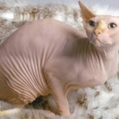 A Naked Cat