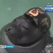 Komrade Seals