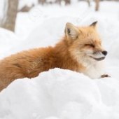 is just a common fox