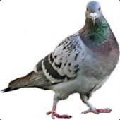 [DPG] Bennet10 the Pigeon