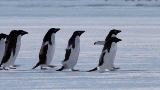 penguins.gif.c9ee9bd13f5fb0bca7424cf9f154fac1.gif