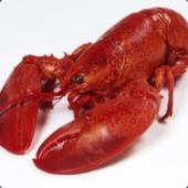 ChillyLobster