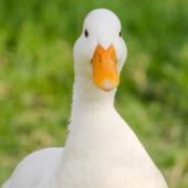 DemiTheDuck